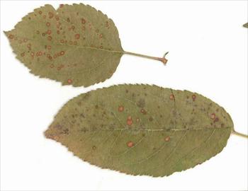 لکه فومایی برگ و میوه